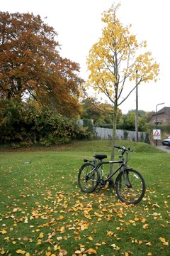 树下的自行车