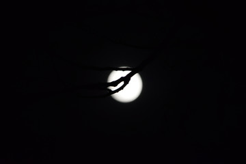 月亮树枝