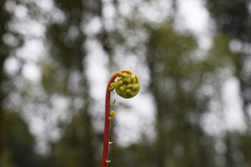 蕨类植物特写