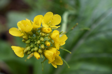 油菜花