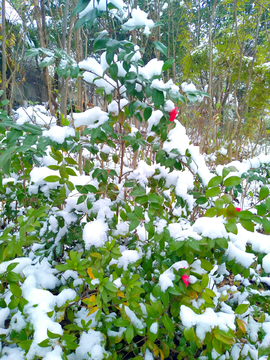 雪