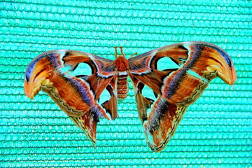 巴西蝴蝶标本