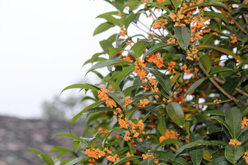 桂花特写