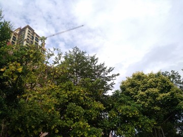 树木