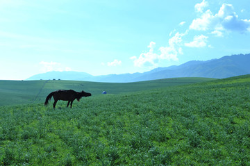 天山草原马