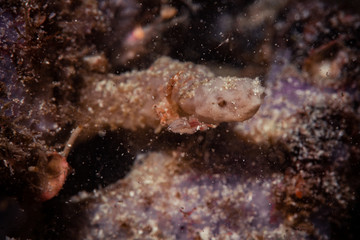 深海蟹