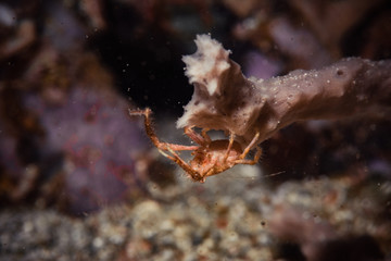 海葵蟹