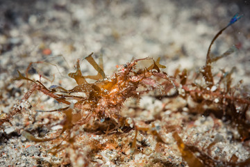 海葵蟹