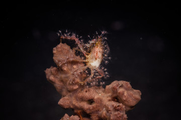 海葵蟹
