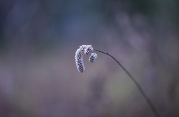 枯草