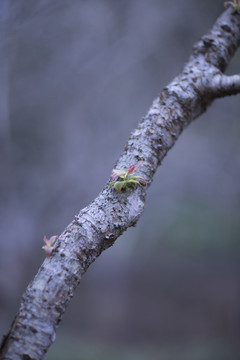 梅花树