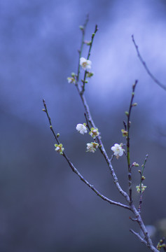 梅花