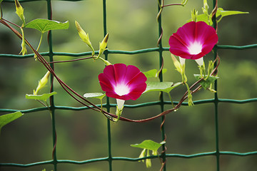 牵牛花