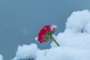 雪中小红花