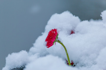 雪中小红花