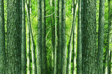 绿色树林高山密林