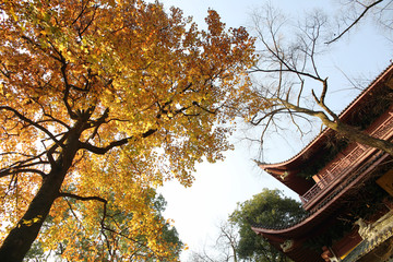 杭州灵隐寺秋景