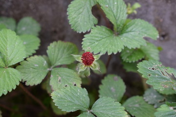 野生植物野莓