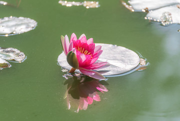 池塘里的一朵睡莲