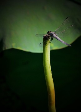 蜻蜓绕荷影