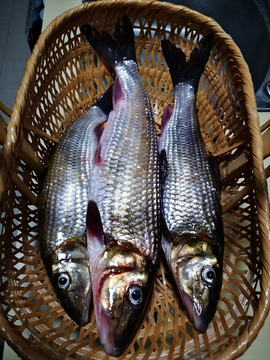 野生河鱼