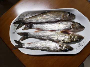 野生河鱼