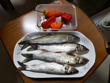 野生河鱼