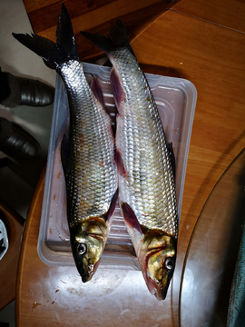 野生河鱼