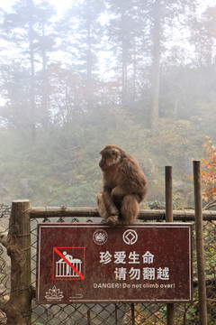 峨眉山猴子