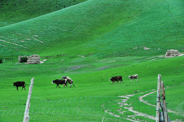 新疆草场牛群