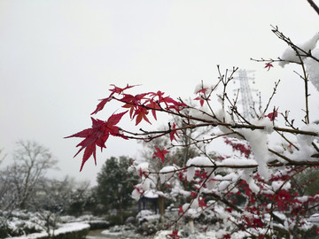 红枫傲雪图