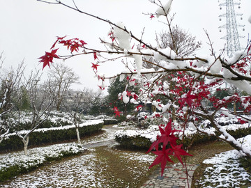 雪中公园红枫