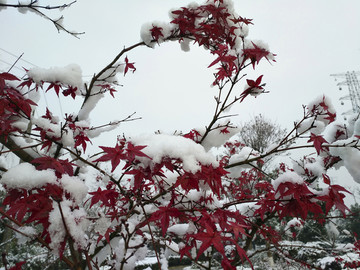 雪中红枫