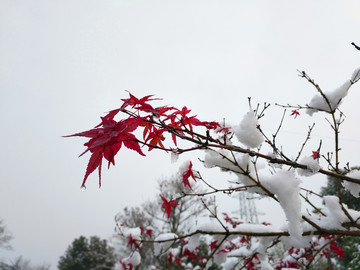 雪中红枫素材