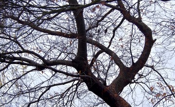 冬天的朴树
