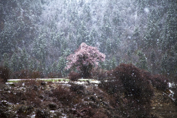 雪映桃花