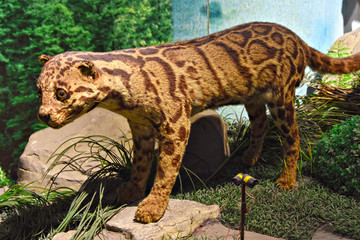 豹猫标本