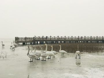 湿地公园冰面上的天鹅