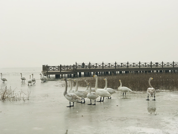 天鹅湖水墨画