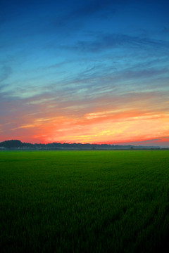 清晨日出水稻农田
