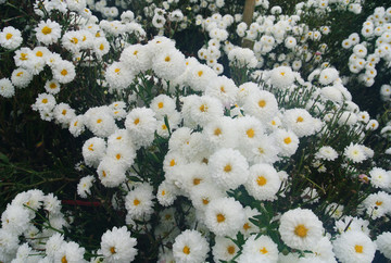 黄山菊花田