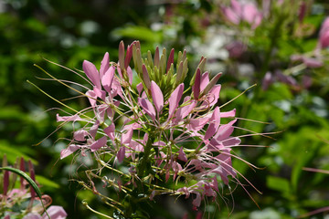 醉蝶花