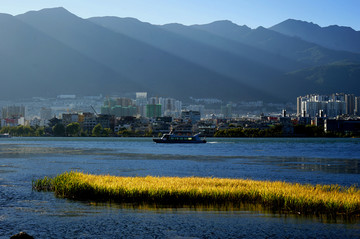 洱海黄草