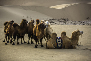 额济纳骆驼