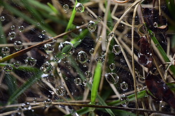 网上的雨