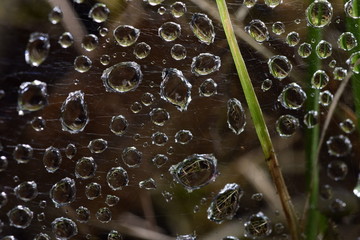 晶莹剔透的雨珠