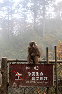 峨眉山猴子