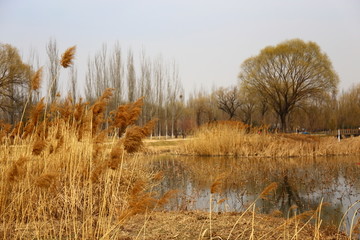 将府公园秋季湖景