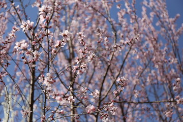蓝天桃花盛开