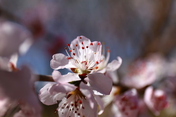 桃花